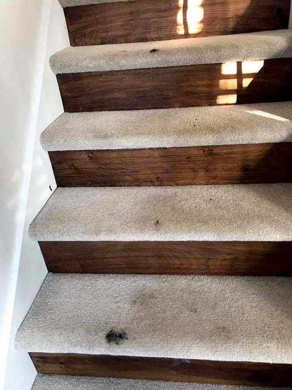 Sedgefield and Wynyard carpet, rug, sofa and upholstery cleaners